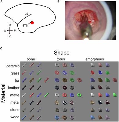 Representation of Glossy Material Surface in Ventral Superior Temporal Sulcal Area of Common Marmosets